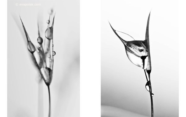 Abstrac image of water and dandelion